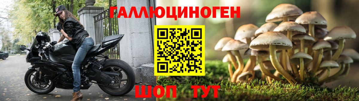 Псилоцибиновые грибы GOLDEN TEACHER  Псилоцибиновые грибы прущие грибы  Вход с VPN  Бердск 